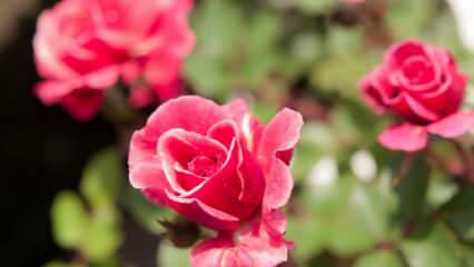 Како узгајати руже у саксији? Савети за узгој ружа код куће ...