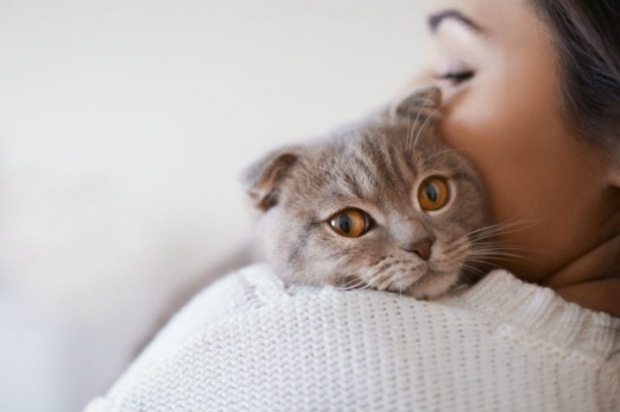 Како спречити стрес мачака? Како спречити просипање мачје длаке?