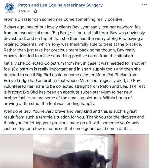 Пример објаве на Фејсбуку са причом ветеринарске ординације Патон и Лее Екуине.