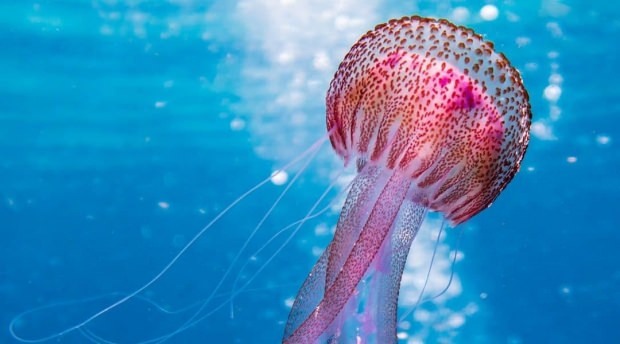 Шта треба учинити у облику убода медуза? Ствари које треба знати о медуза ...