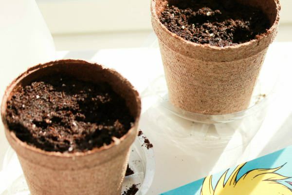 Како посадити семенке бршљана
