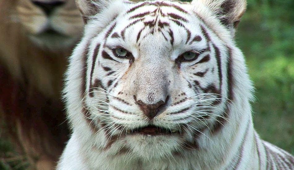 Бели тигар у зоолошком врту шири опасност