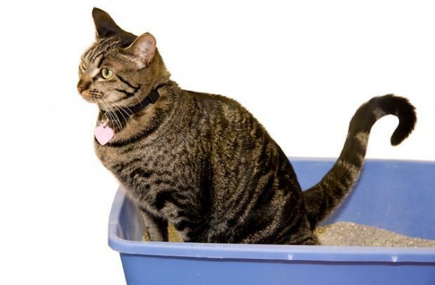 Како тренирати мачке у тоалет