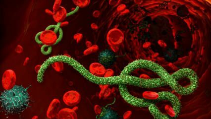 Шта је вирус еболе? Како се преноси вирус еболе? Који су симптоми вируса еболе? 