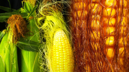 Да ли ће кувани кукуруз добити на тежини, колико калорија? Брзо мршављење уз чај од кукурузних ресе