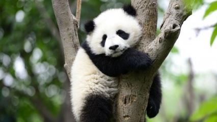 Најмања панда на свету рођена је у Кини