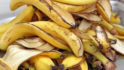 Које су предности банане? Колико врста банана постоји? Непознате употребе коре од банане! 