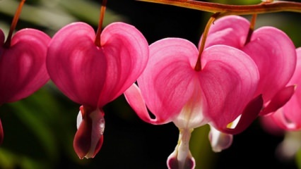 Њега и карактеристике цвећа за плакање срца