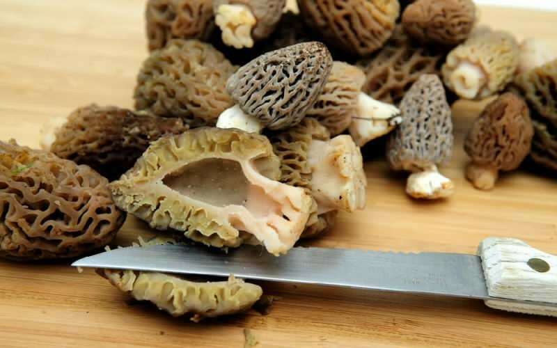 Које су предности јагњеће трбушне печурке? Како конзумирати печурке од јагњећег стомака?