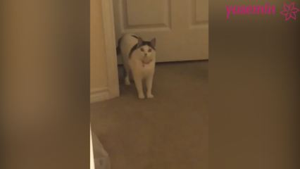 Мачка која реагира на госте који долазе кући!