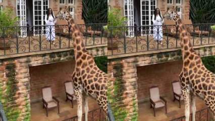 Жена која рукама храни жирафу са балкона! 