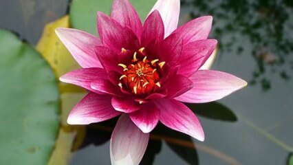 Како се побринути за цвет Лотус (водени љиљан) код куће?