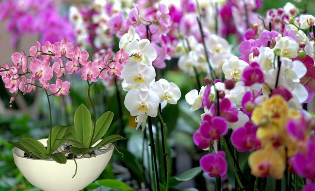 Како се бринути за орхидеје? Како размножавати цветове орхидеје? 5 ствари које орхидеје не воле
