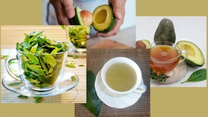 Које су предности чаја од листова авокада? Како направити чај од листова авокада?