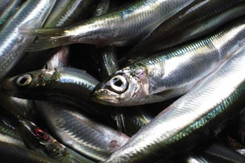 сардина има највећу вредност уља међу врстама риба