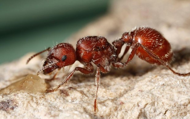 ватрени мрав