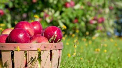 Савети за одржавање јабуке свежом