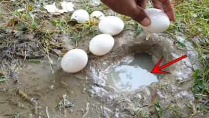 ИоуТубе феномен уловио рибу разбијањем јајета у води! Ево запањујућег резултата ...