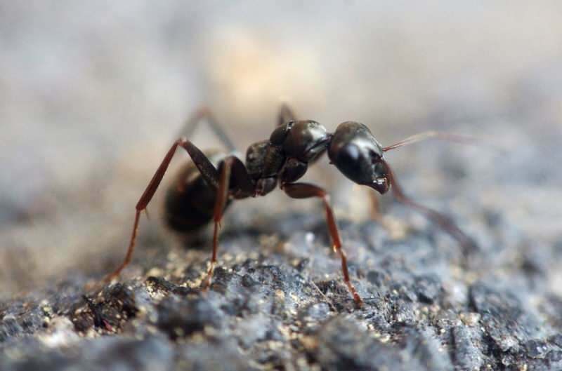 Ефикасна метода уклањања мрава код куће! Како мрави могу бити уништени без убијања?