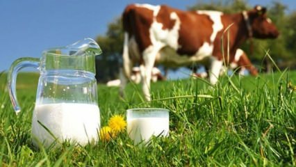 Шта је алергија на млеко? Када алергија на млеко прелази код новорођенчади? Алергија на кравље млеко ...