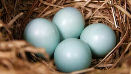 Које су предности плавог зеленог јајета?