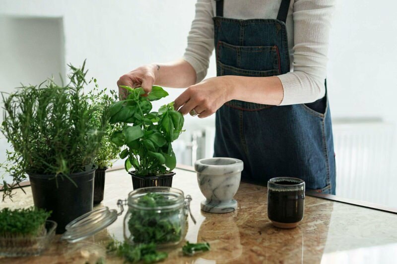 Како узгајати биљку код куће? 5 предлога за оне који желе да узгајају биљке код куће властитим средствима