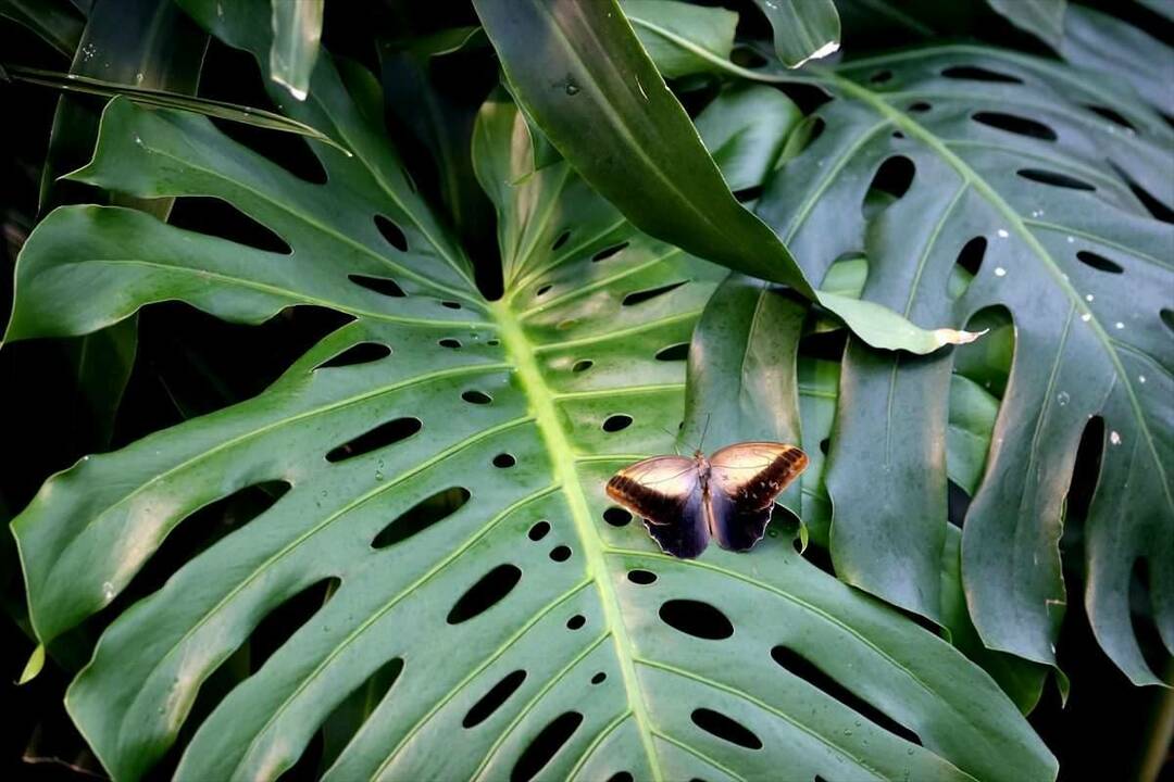 Велико интересовање за тропски врт лептира у Коњи: 3 милиона посетилаца за 8 година