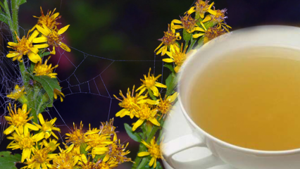 Које су предности биљке Алтинбасак? Шта ради чај од Алтинбасак биљке?