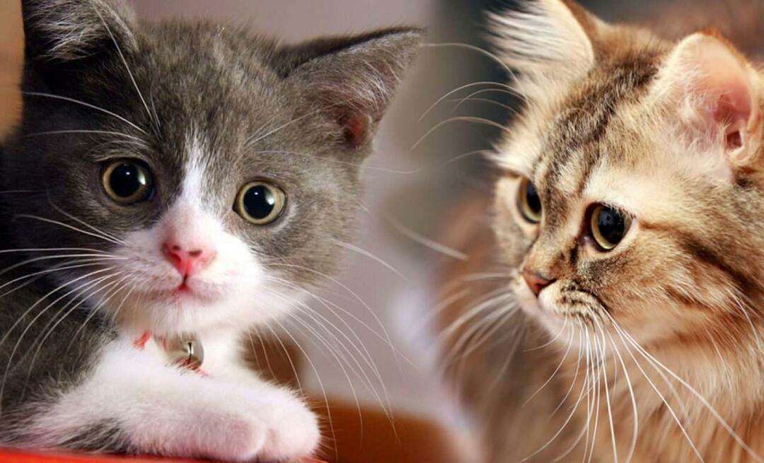 Шта раде мачји бркови? Да ли мачке имају подрезане бркове?