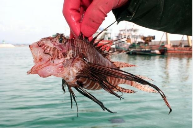 Отровна риба уловљена у Мерсину!