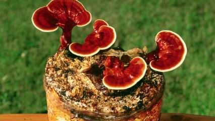 Које су предности реисхи гљиве? Како конзумирати реисхи печурку?