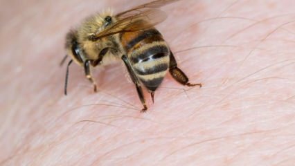 Шта је алергија на пчеле и који су симптоми? Природне методе које су добре за пчелиње убоде