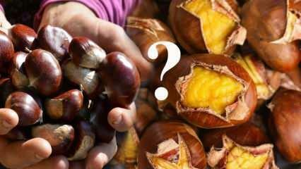 Колико калорија има кестен? Које су предности кестена? Да ли се кестени могу јести на дијети?