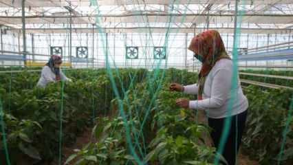 Домаћа и национална производња семена из ТИГЕМ-а са женском снагом